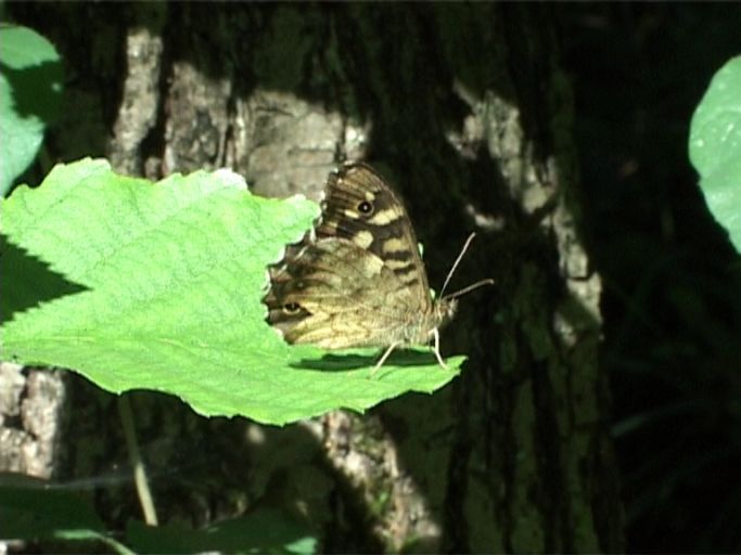 Waldbrettspiel ( Pararge aegeria ), Flügelunterseite : Niederkrüchten, Elmpter Schwalmbruch, 10.07.2003